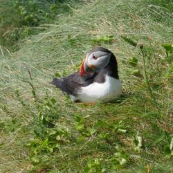 Sie sind klein, niedlich und nicht so einfach zu finden