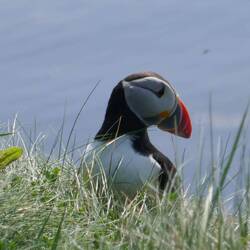 Ein Puffin