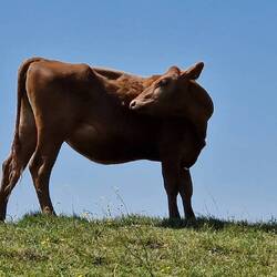 Jersey heifer I believe?