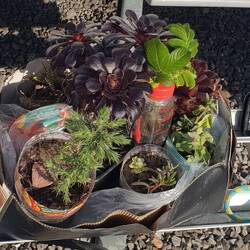 Schottlands einzigster Wohnwagen-Blumenkasten 🤭🤭🤭