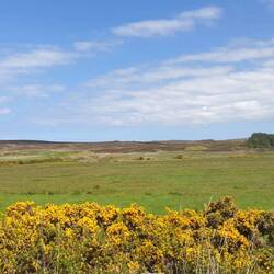 ....und Ginster 😄😄😄