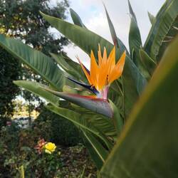 Looks like a screaming crane
