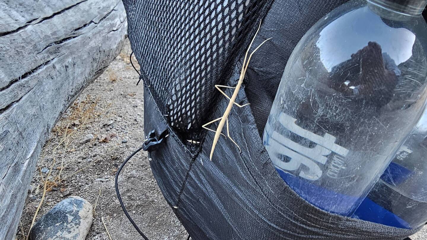 This is not grass but an insect