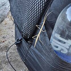 This is not grass but an insect