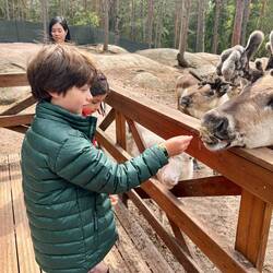 feeding lichen to the reindeer