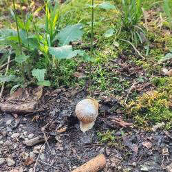 Schneckenmama mit Babyschnecke uffm Rücken