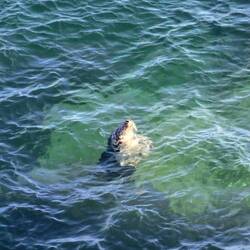 Wir haben Seeroben bei The Lizard gesehen.