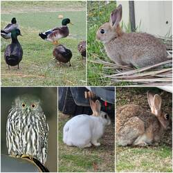 Ducks, rabbits and an owl.