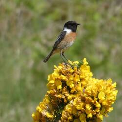 Beat & Ursula hatten Begleitung auf ihrer Wanderung