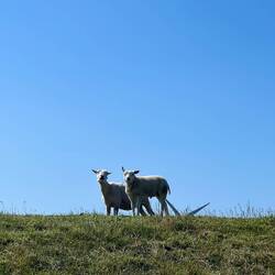 Sheep on the dyke with turbine behind