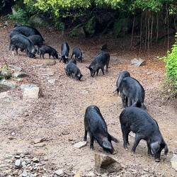 Wildschweine 🐗 und Kastanien 🌰