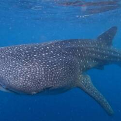 Whaleshark (ca. 8m läng)