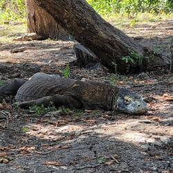 Komodowaran