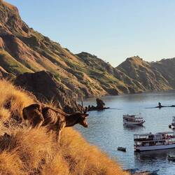 Padar Island