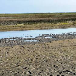Mudflats at low tide