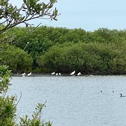 Loads and loads of spoonbills