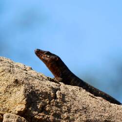 Giant Plated Lizard - Felsenschildechse
