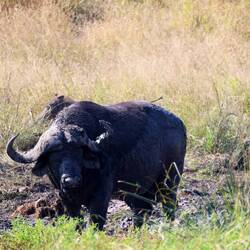 Kaffernbüffel - African Buffalo