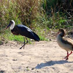 African woolly-necked stork - Afrikanischer Wollhalsstorch