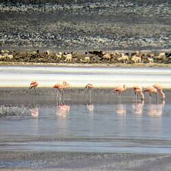 Flamingos und Alpakas im Hintergrund