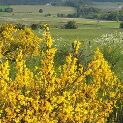 Daheim wird uns wohl jeder Ginsterstrauch an Schottland erinnern 🌼🌼🌼