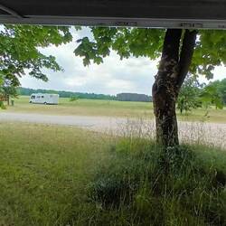 Stehen lieber unter Bäumen da auf der Wiese nix Schatten