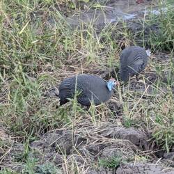 Helmet head guinea fowl - beautiful intricacies in its feathers
