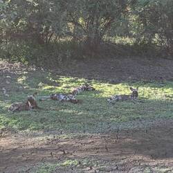 They are pack animals who hunt ungulates (large animals with hooves)