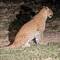 We finally see the leopard!