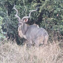 We left at 4P, and saw this huge kudu before it got dark