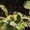 Can you see the chameleon?
