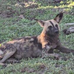 The African wild dog, native to sub-Saharan Africa, is also known as the painted dog