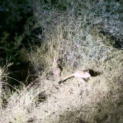 Südafrikanischer Springhase