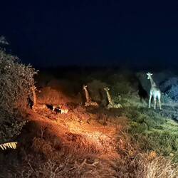 Giraffen und Impalas