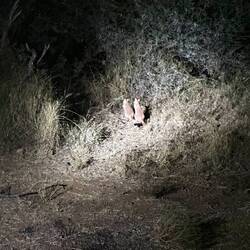 Südafrikanischer Springhase