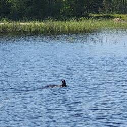 Ein Reh, was sich vor den Radfahrern ins Wasser gerettet hat.