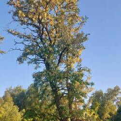 Die Robinie dominiert die Landschaft!