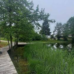We saw salamanders in this pond.