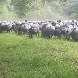 Auf einen Heideschäfer getroffen. Die Herde lief mitten auf dem Weg entlang, und ich mittendrin. 🤠