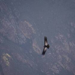 Condor Ussichtspunkt