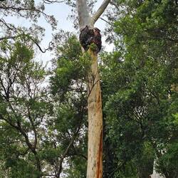 Eucalyptus racemosa (Northern Scribbly Gum)