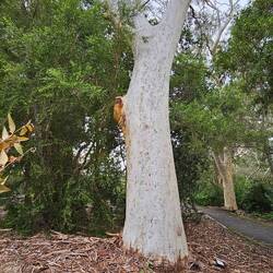 Eucalyptus racemosa (Scribbly Gum)