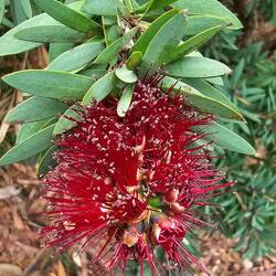 Callistemon 'Little John'