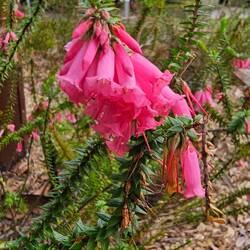Epacris impressa (Common Heath)