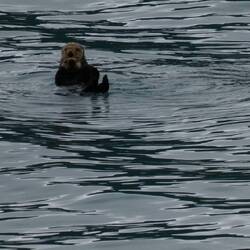 A sea otter with her pup!