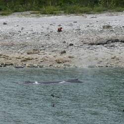 A coastal brown bear AND a humpback whale!