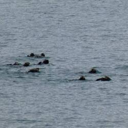 There were so many otters!