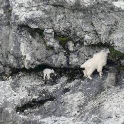A mountain goat with a kid!