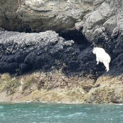 Another mountain goat