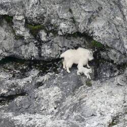 A mountain goat with a kid!